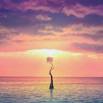 bob·体育综合app下载手机版