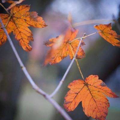 华体会体育手机app下载